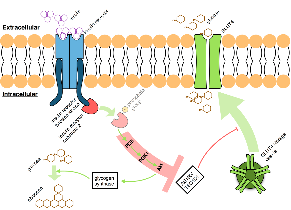 Receptor Tyrosine Kinase Insulin JCI Insulin Receptor Thr1160
